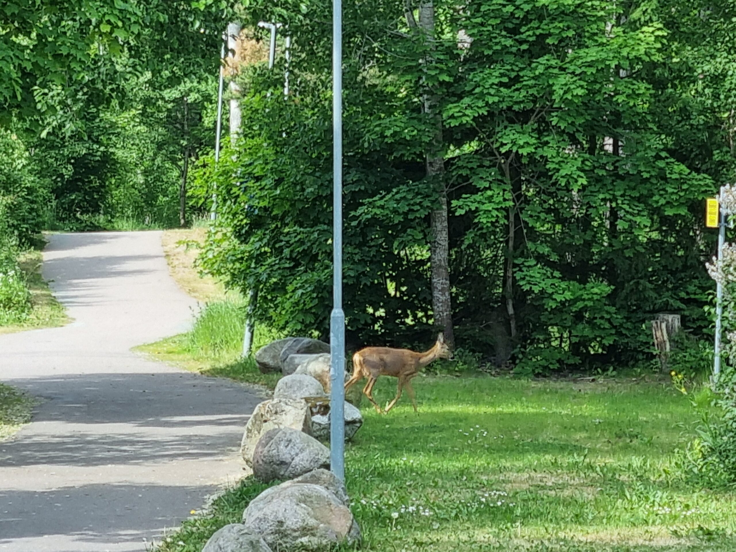 Rådjur på vift nära hemma