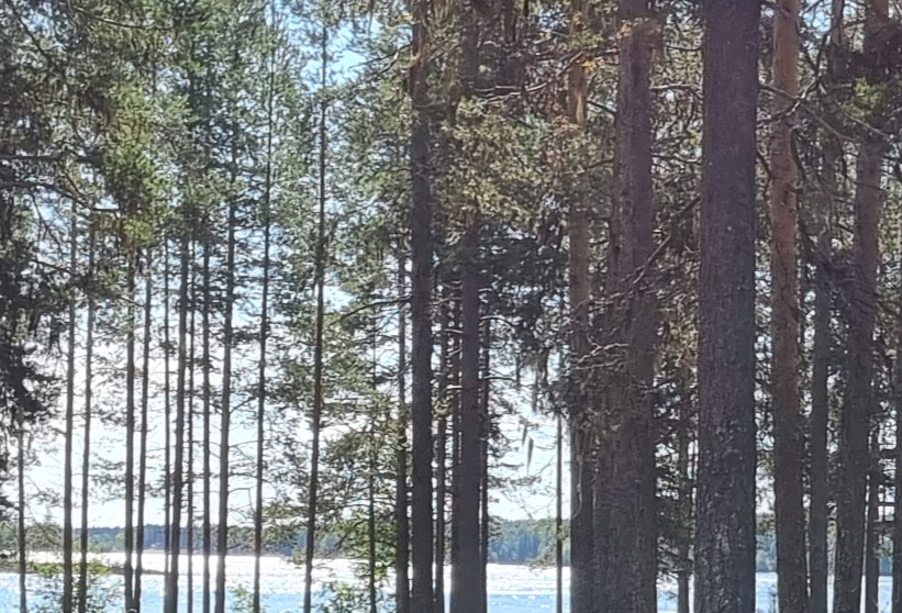 I skogen vid vattnet