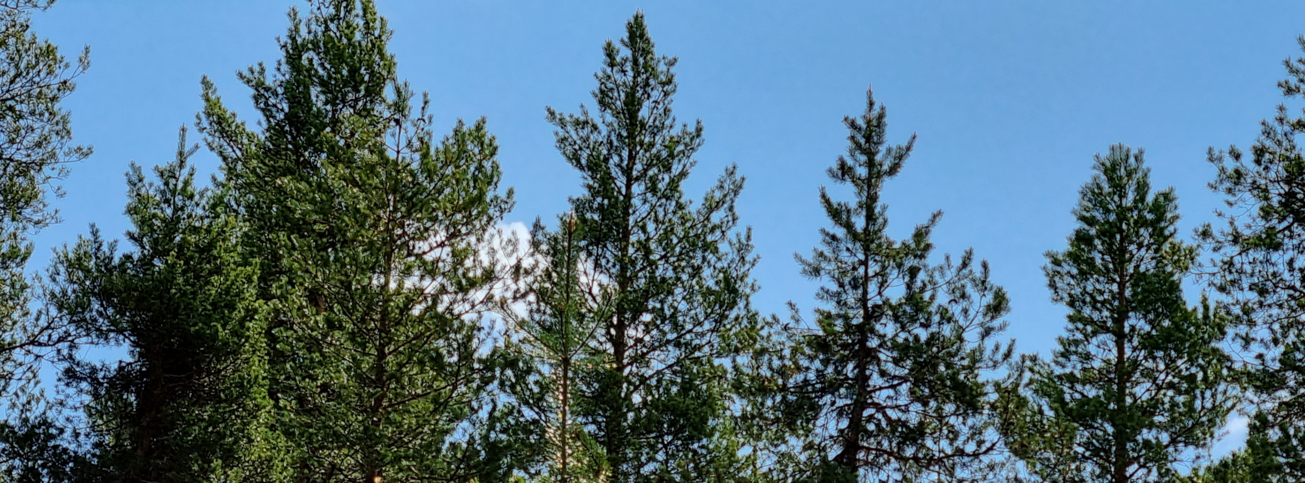 Sommaren på gång även norrut