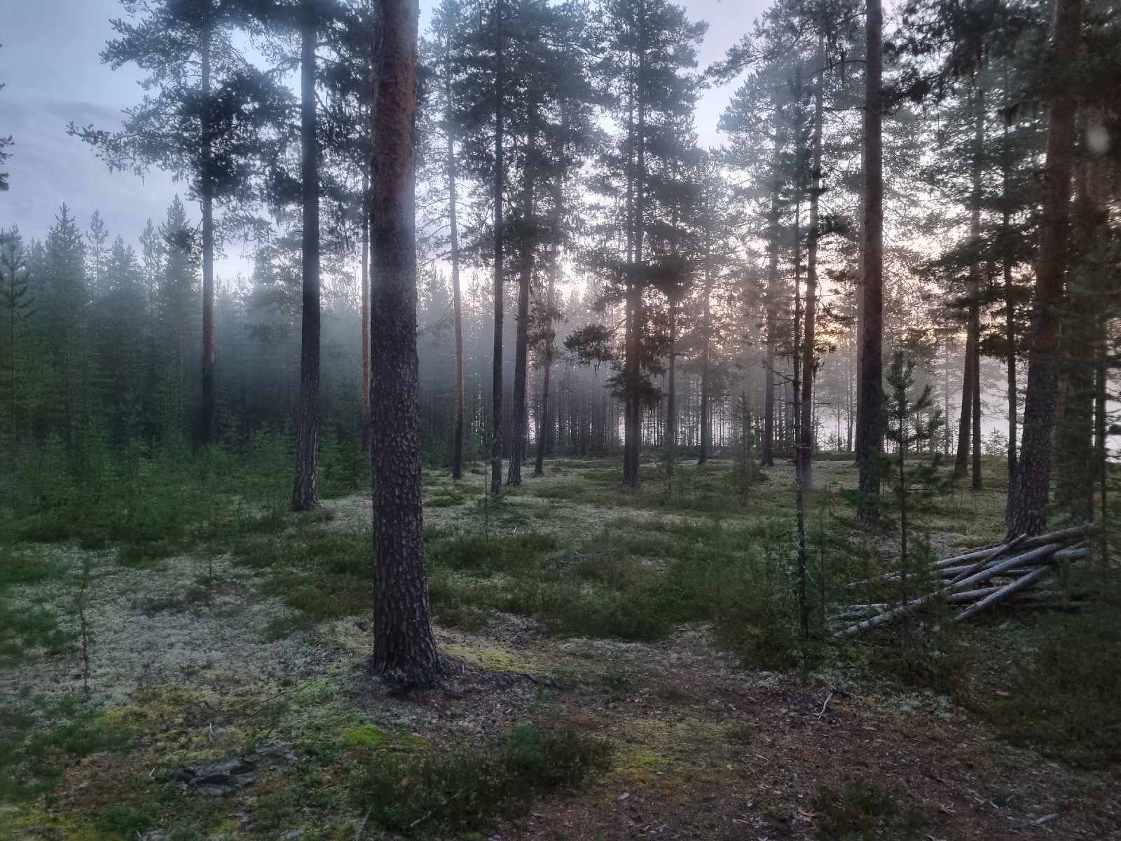 Morgondimma i Norrlands skogar
